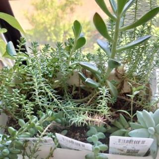 多肉植物の抜き苗、カット苗の画像