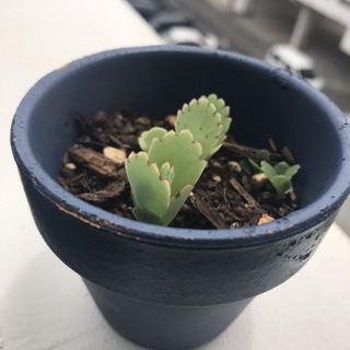 子宝草 コダカラソウの画像