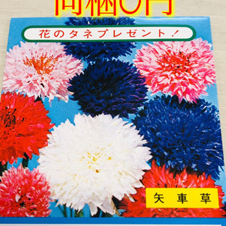 矢車草の種 同梱で無料です