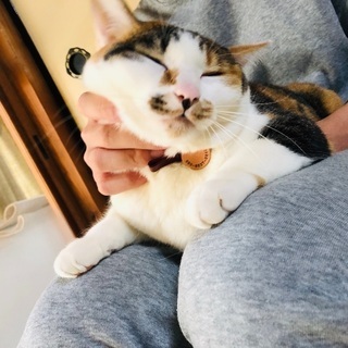 しっかりした動物病院を探してます