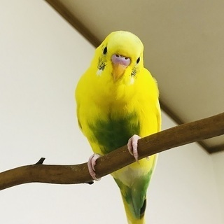 セキセイインコを迷子にしてしまいました