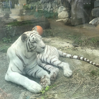 2019年8月10日（土）東武動物公園の花火大会行ける方募集中で...