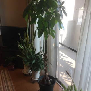 観葉植物5点