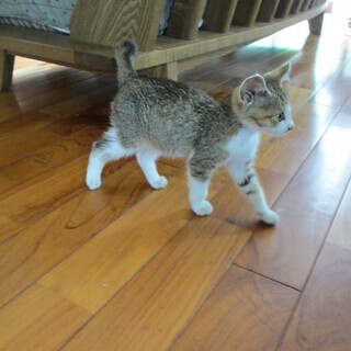 かわいい男の子♪人懐こい子猫です（ワクチン接種予定です）
