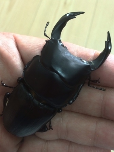 【残り1セット!!】国産オオクワガタ能勢YG 　新成虫　♂ｘ1　♀ｘ2　のセット