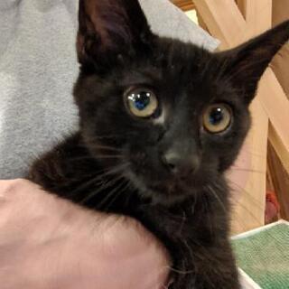 黒猫モンちゃん　3ヶ月の男の子
