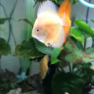 第1段ラスト1匹　アルビノイエローダイヤモンド値引き(熱帯魚水槽)生体