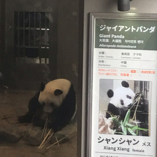 8月14日（水）真夏の夜の動物園(上野動物園のパンダのシャンシャンに会いましょう！）非喫煙の方 - 台東区