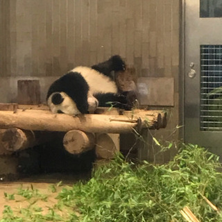 8月14日（水）真夏の夜の動物園(上野動物園のパンダのシャンシャンに会いましょう！）非喫煙の方 - 友達