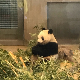 8月14日（水）真夏の夜の動物園(上野動物園のパンダのシャンシャンに会いましょう！）非喫煙の方 - メンバー募集