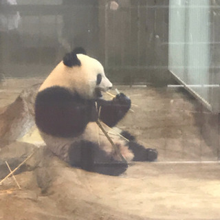 8月12日（月）真夏の夜の動物園(上野動物園のパンダのシャンシャ...