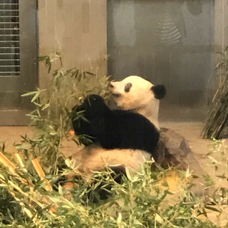 8月12日（月）真夏の夜の動物園(上野動物園のパンダのシャンシャンに会いましょう！）非喫煙の方 - 台東区