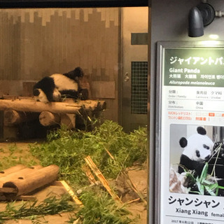 8月12日（月）真夏の夜の動物園(上野動物園のパンダのシャンシャンに会いましょう！）非喫煙の方 - 友達