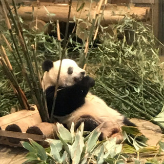 8月12日（月）真夏の夜の動物園(上野動物園のパンダのシャンシャンに会いましょう！）非喫煙の方 - メンバー募集