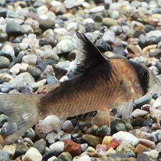 コンコロール×デュプリカレウス ハイブリッド 熱帯魚 コリドラス