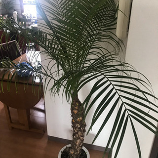 フェニックスロベレニー 観葉植物 ヤシの木
