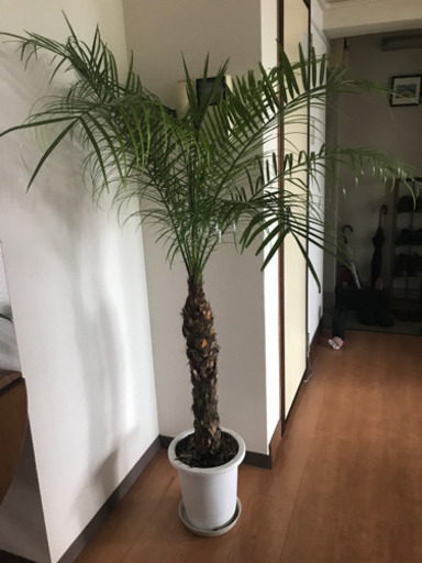 フェニックスロベレニー 観葉植物 ヤシの木