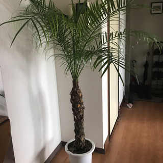 フェニックスロベレニー 観葉植物 ヤシの木の画像