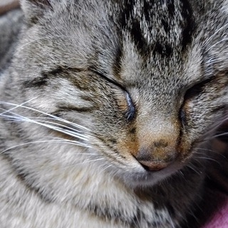 猫を探しています
