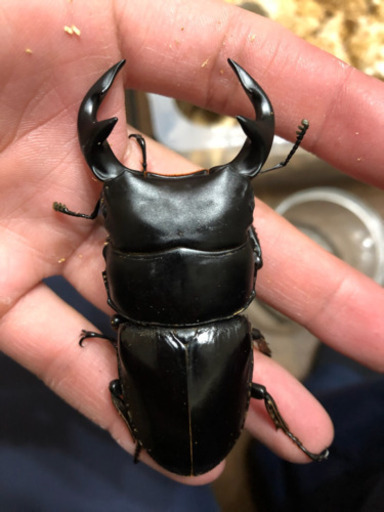 ※値下げしました‼︎【オオクワガタ】グランディスオオクワガタ新成虫ペア③（顎太）