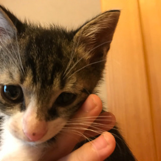 とっても可愛らしい子猫ちゃんです