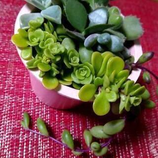 多肉植物詰め合わせ