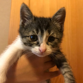 とても可愛らしい子猫ちゃんです