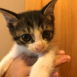 とても可愛らしい子猫ちゃんです