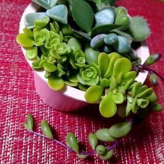 多肉植物盛り合わせ