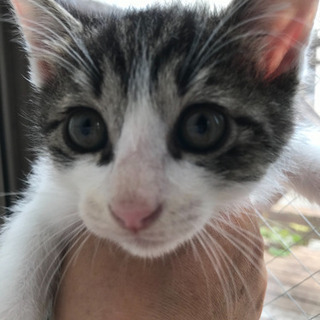 とても可愛らしい子猫ちゃんです