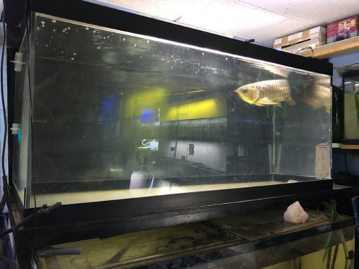 水槽、大型水槽、アクリル水槽、アロワナ、熱帯魚、鯉