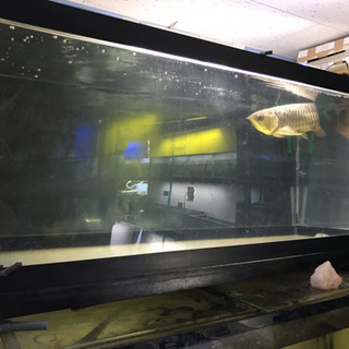 水槽、大型水槽、アクリル水槽、アロワナ、熱帯魚、鯉