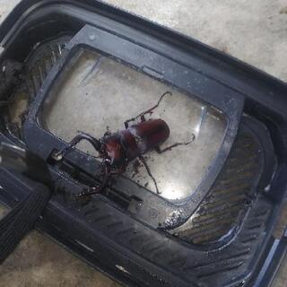 カブトムシ、ノコギリクワガタ