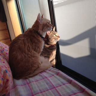 急募！里親募集★キジトラ 茶トラ 猫 2匹