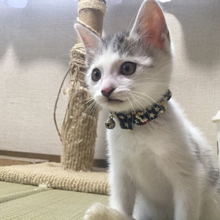 【里親募集】丸しっぽ丸模様★サバトラ柄の子猫★男の子