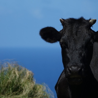沖縄県八重山郡　与那国島で看護師のお仕事の画像