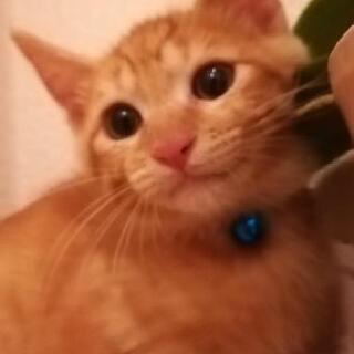 茶トラ♂２ヶ月半里親様決定😸