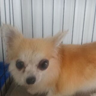 里親様決定！有り難うございました(^^) - 犬