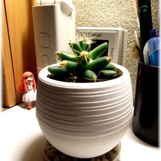 <<End of publication>>【多肉植物】丸い鉢に...