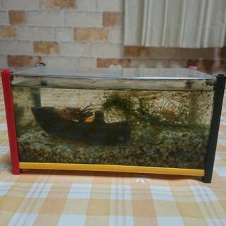金魚 水槽セット
