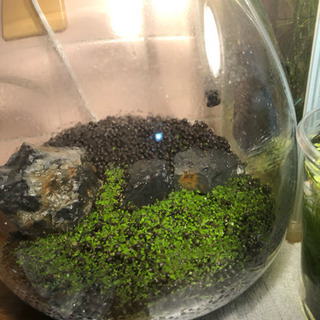 熱帯魚仲間募集 - 那覇市
