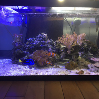 熱帯魚仲間募集