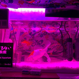 金魚をお引き取りいたします。