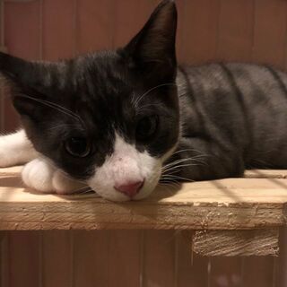 新しいおうちに行きました❗
