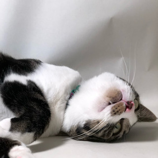 猫専門シッターCatPaws 　[予約はお早めに！]まだ間に合う夏休みのお出かけ - 横浜市