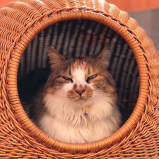 猫専門シッターCatPaws 　[予約はお早めに！]まだ間に合う夏休みのお出かけ - 地元のお店