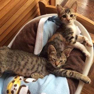 元気いっぱい兄妹猫一緒での募集です