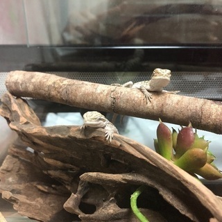 フトアゴヒゲトカゲ
