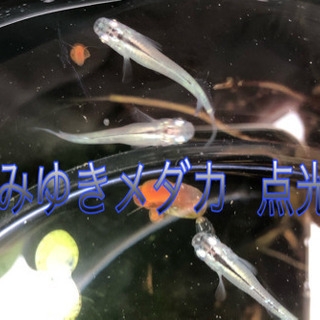 幹之(みゆき)メダカ  点光   の画像