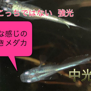 幹之(みゆき)メダカ   (中光)
